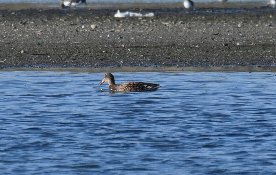 Gadwall
