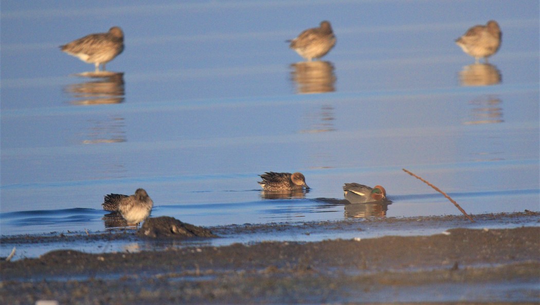 Eurasian Teal