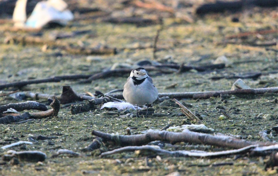 White Wagtail