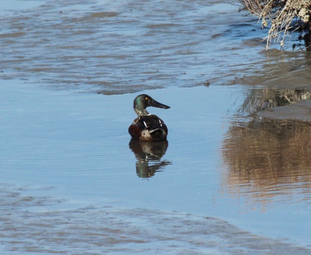 Northern Shoveler
