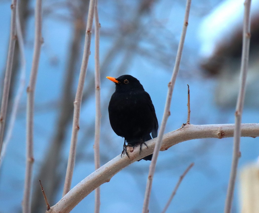 Common Blackbird