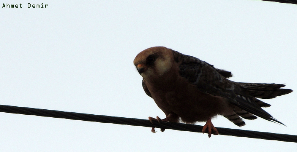 Red-footed Falcon
