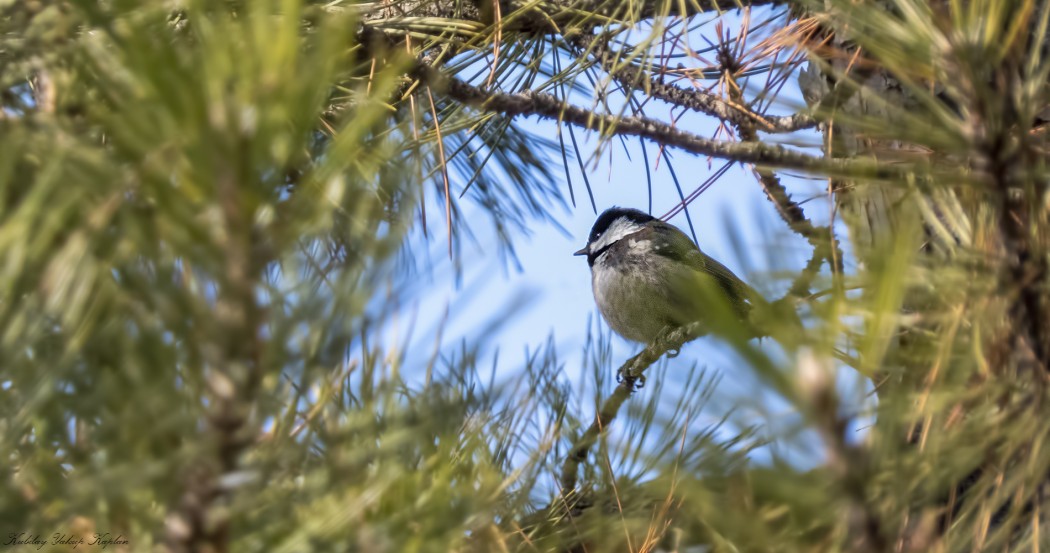 Coal Tit