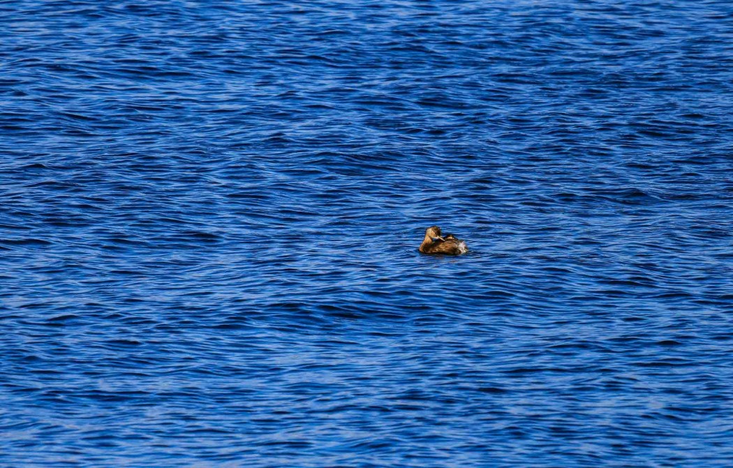 Little Grebe