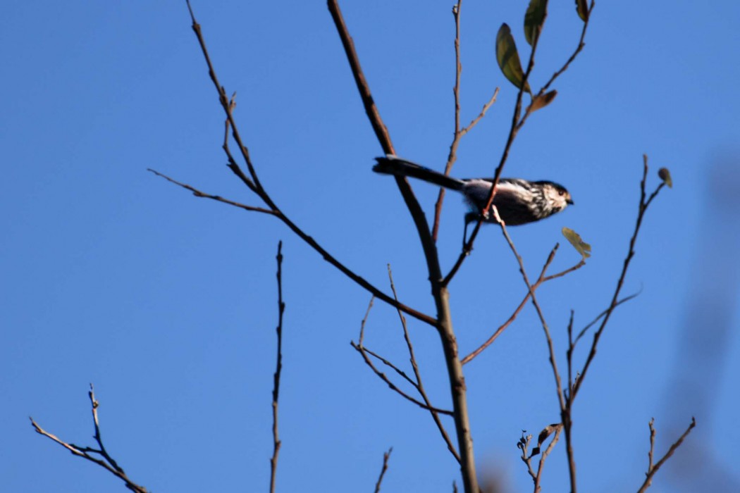 Long-tailed Tit