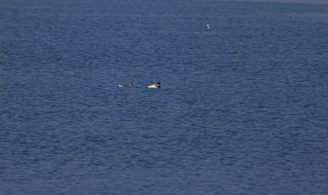 Red-breasted Merganser