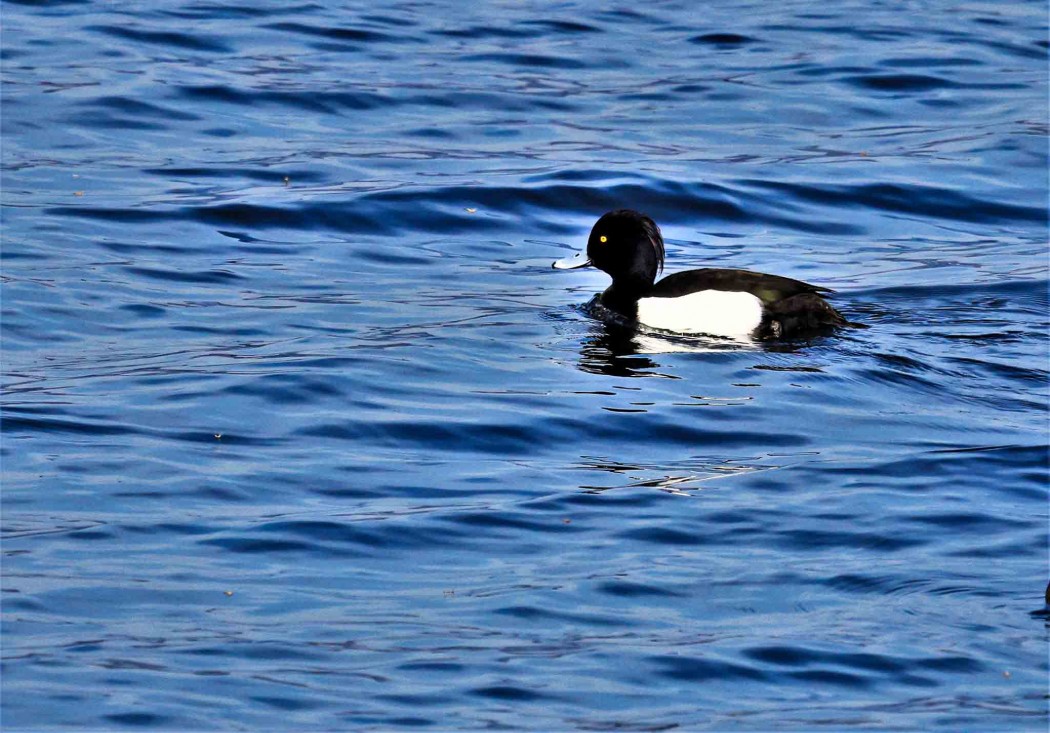 Tufted Duck
