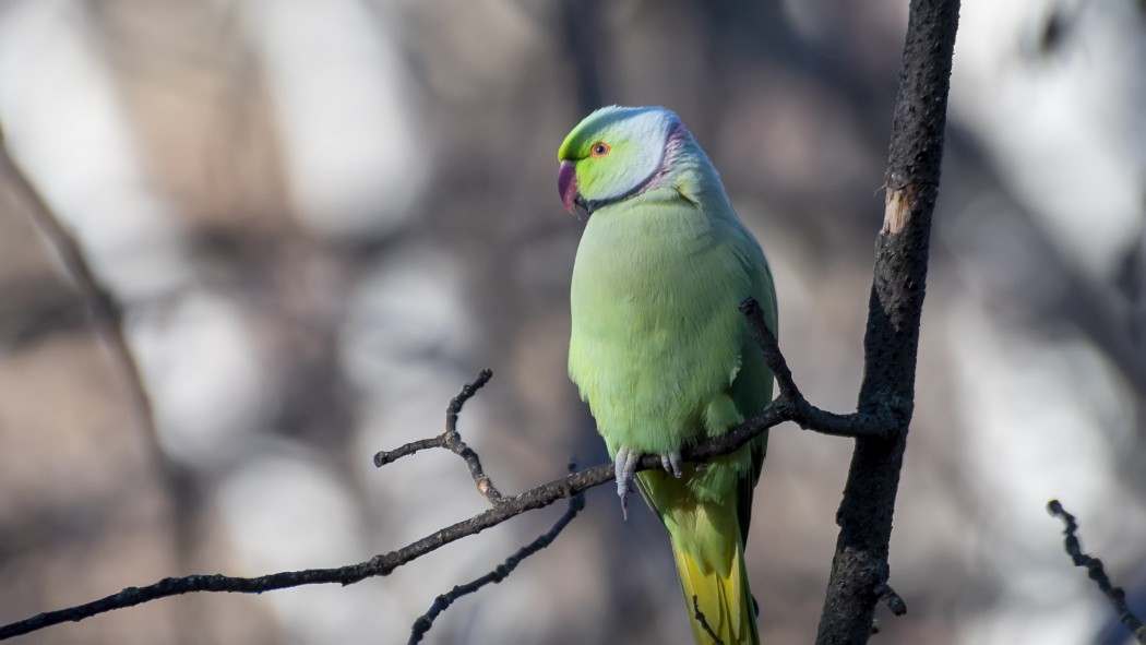 Rose-ringed Parakeet