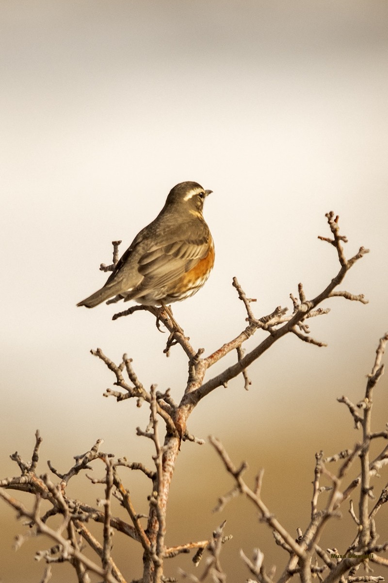 Redwing