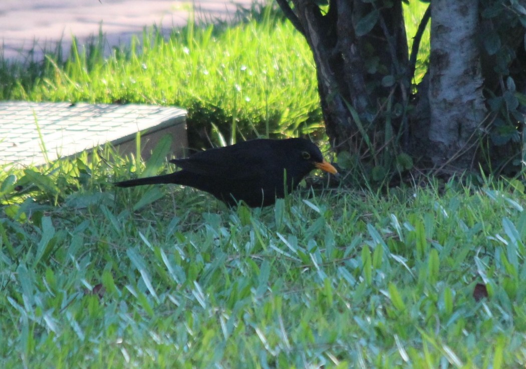Common Blackbird