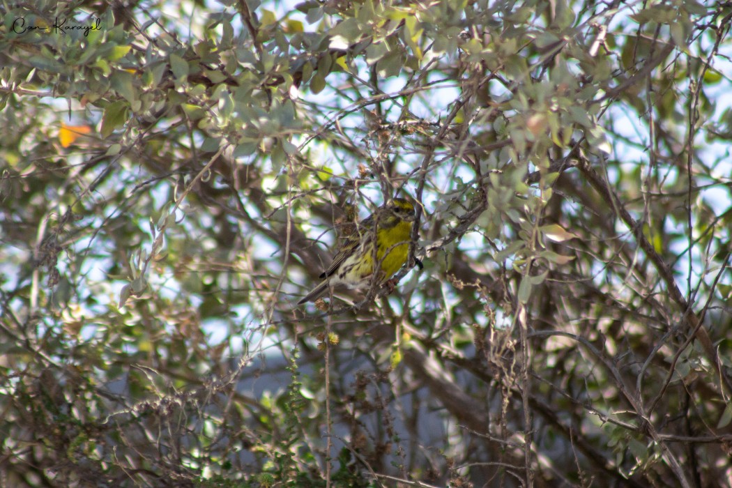 European Serin