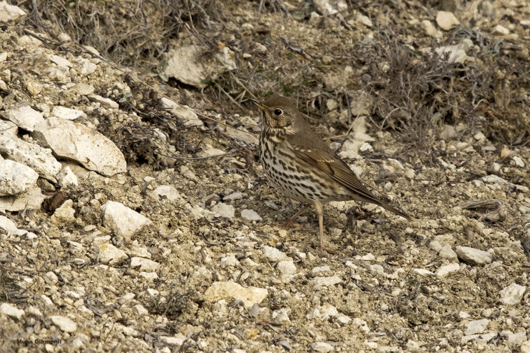 Song Thrush