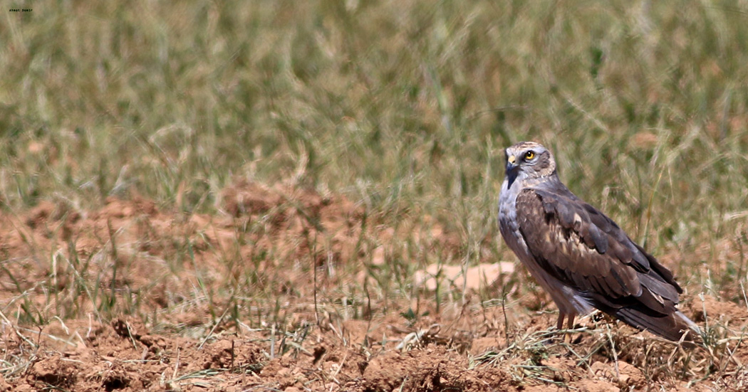 Montagu`s Harrier