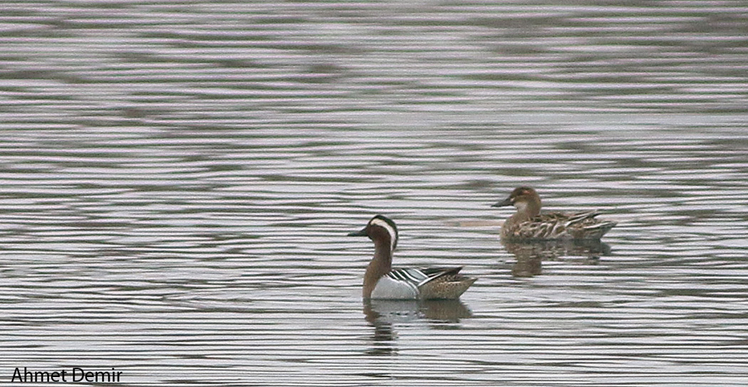 Garganey