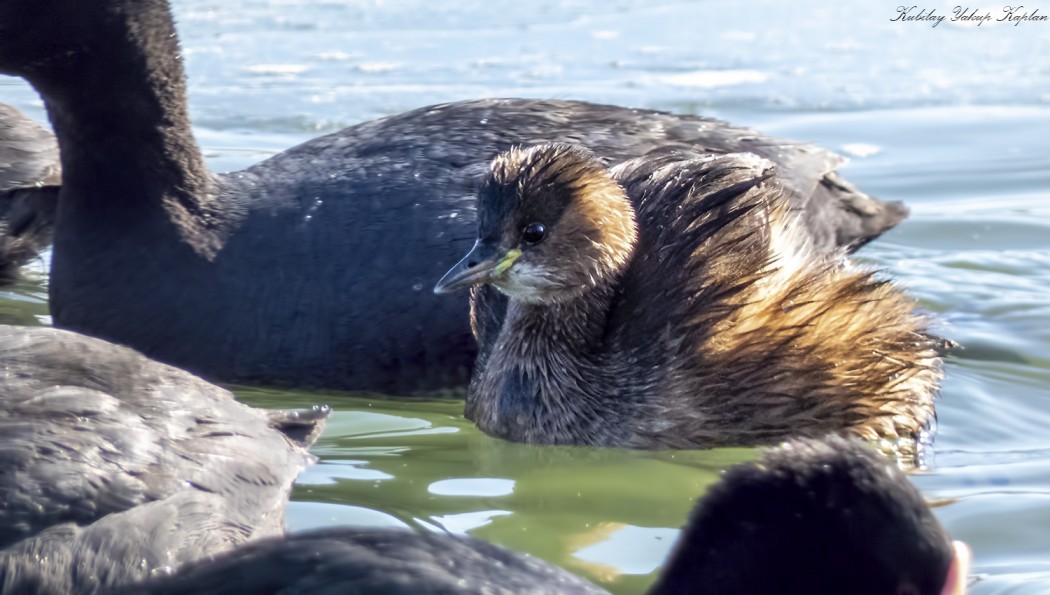 Little Grebe