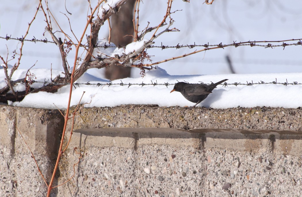 Common Blackbird