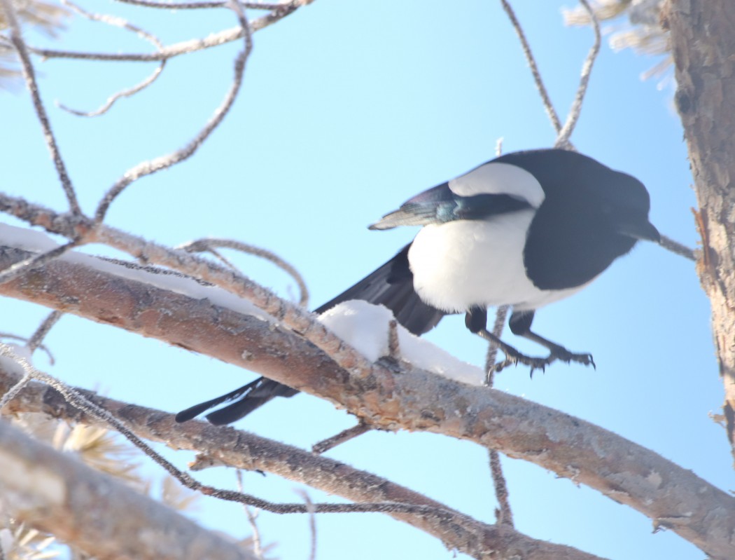 Eurasian Magpie
