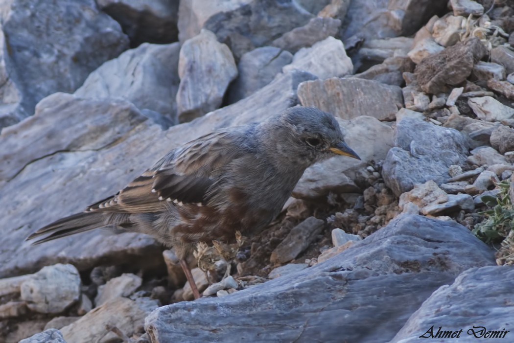 Alpine Accentor