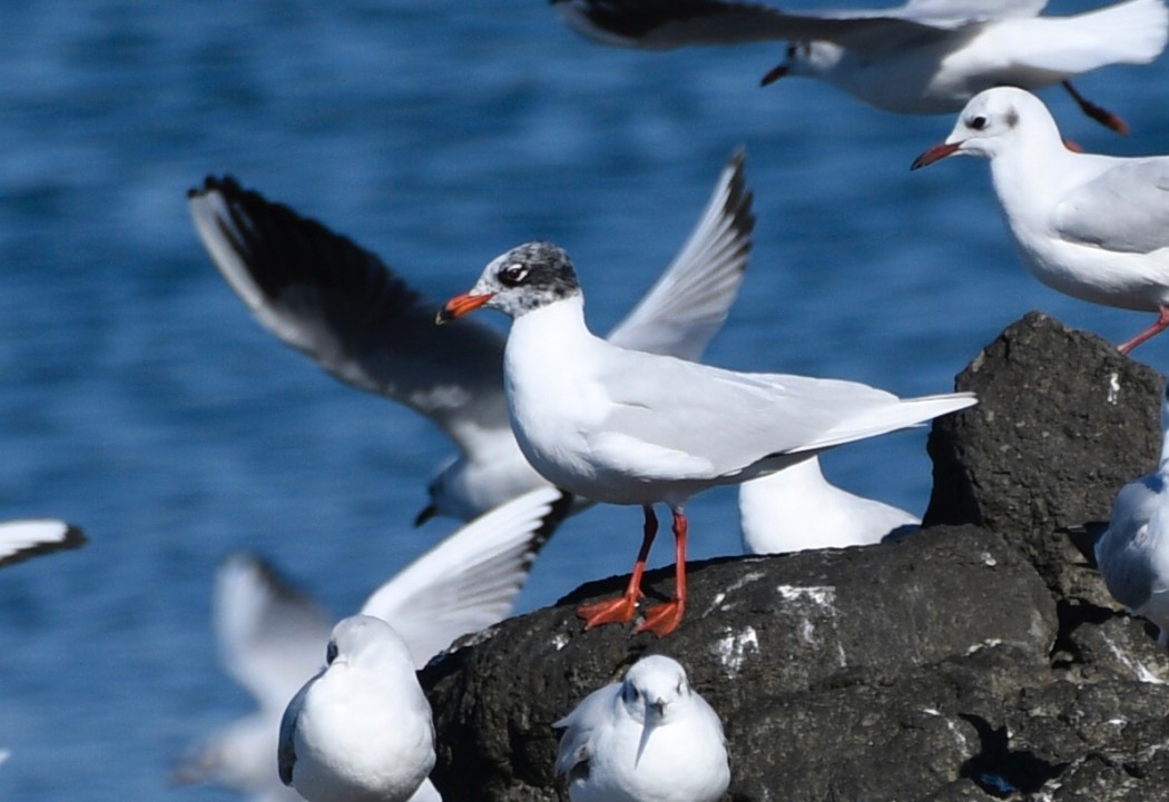 Mediterranean Gull