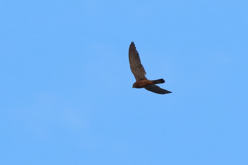 Common Kestrel
