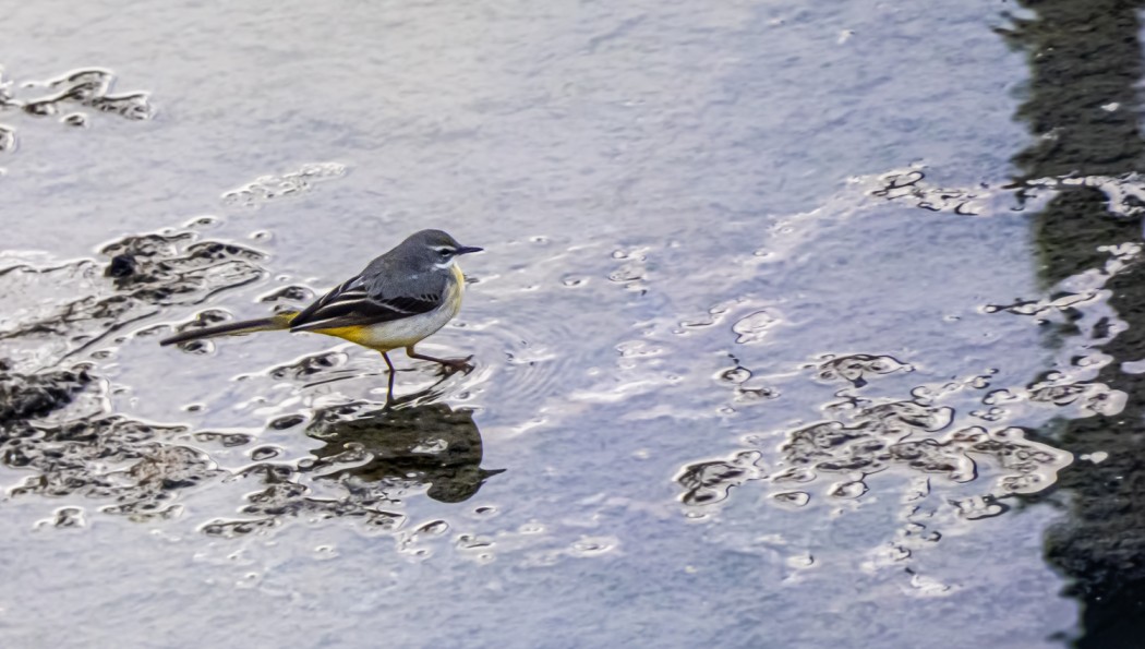 Grey Wagtail