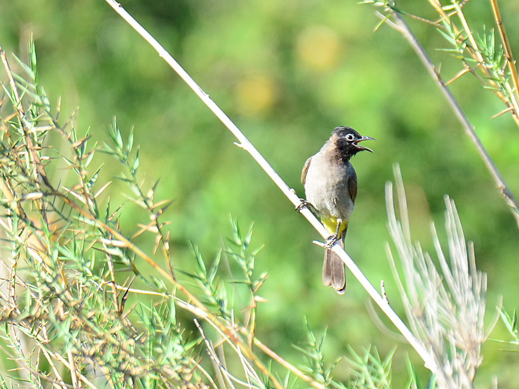 White-spectacled Bulbul