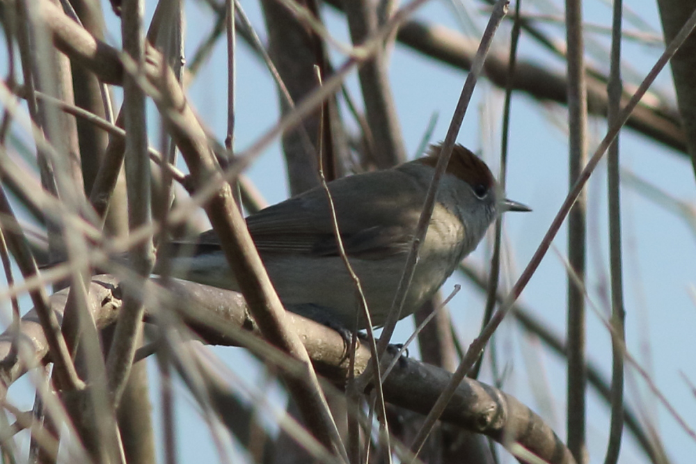Eurasian Blackcap