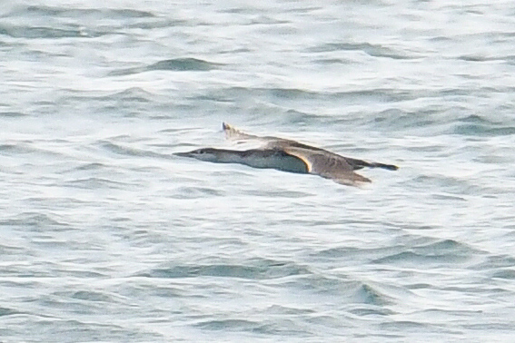 Red-throated Loon