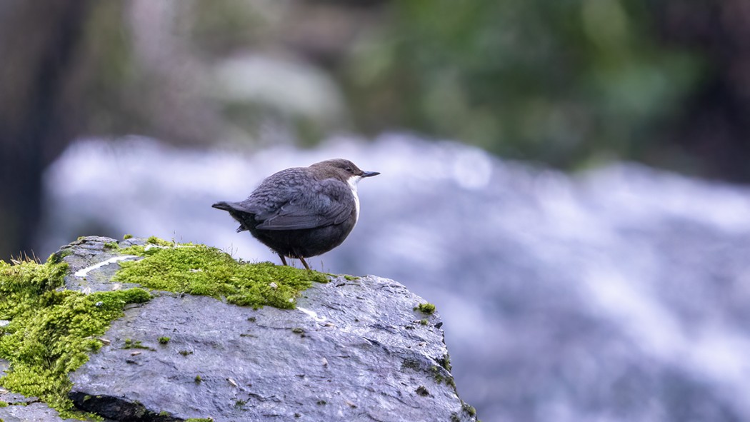 White-throated Dipper