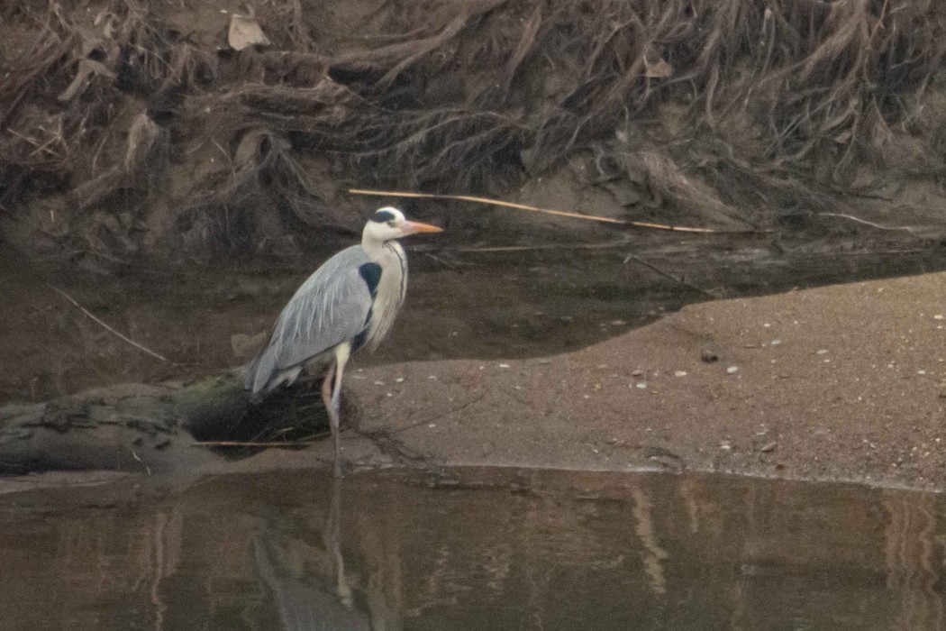 Grey Heron