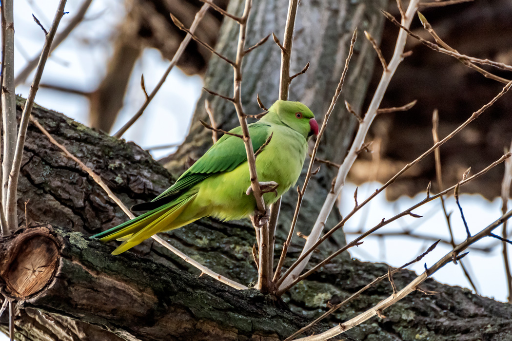 Rose-ringed Parakeet