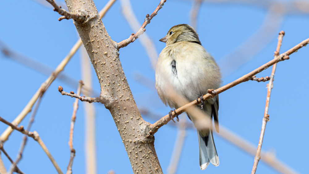 Eurasian Chaffinch