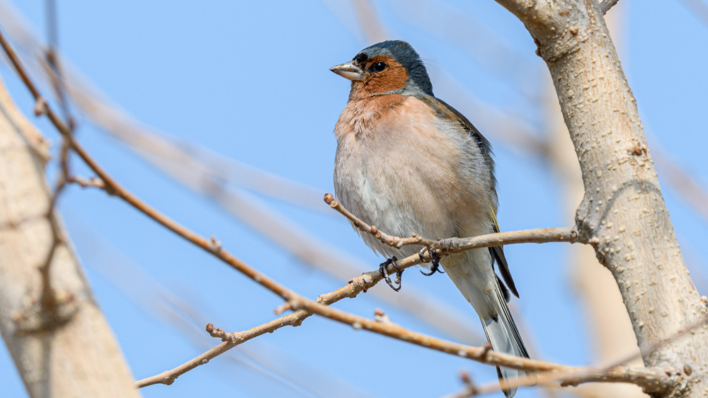 Eurasian Chaffinch