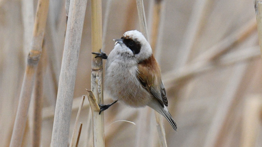 Eurasian Penduline Tit