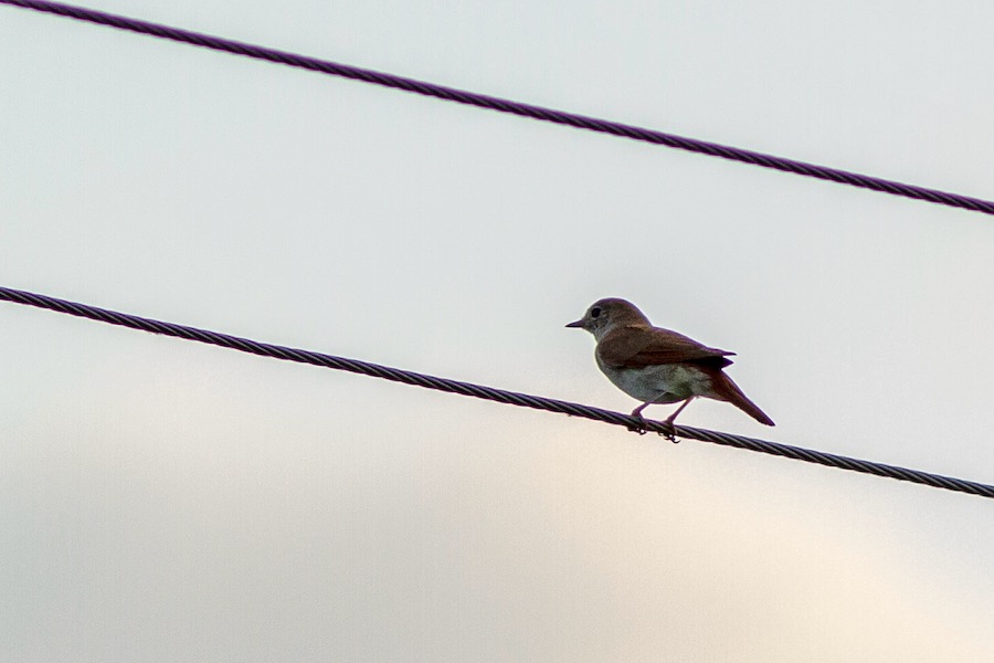 Common Nightingale