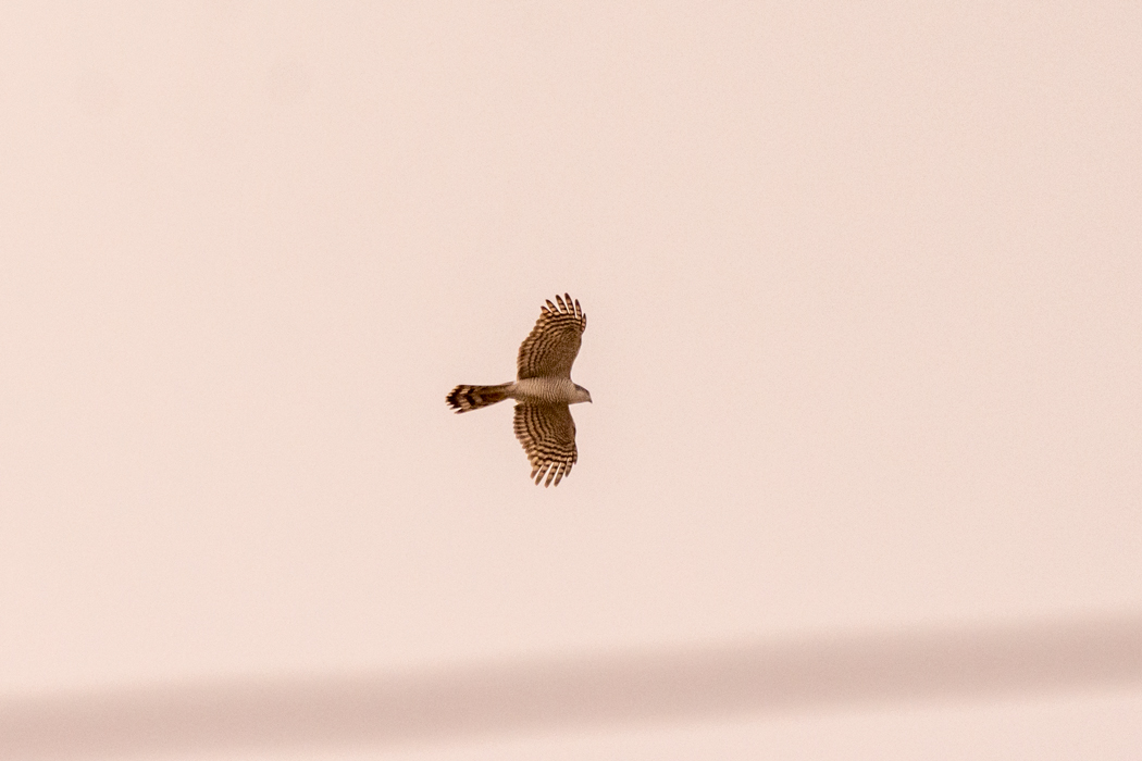 Eurasian Sparrowhawk