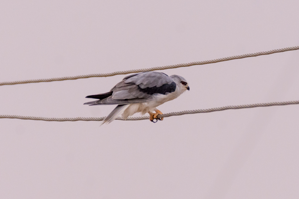 Black-winged Kite