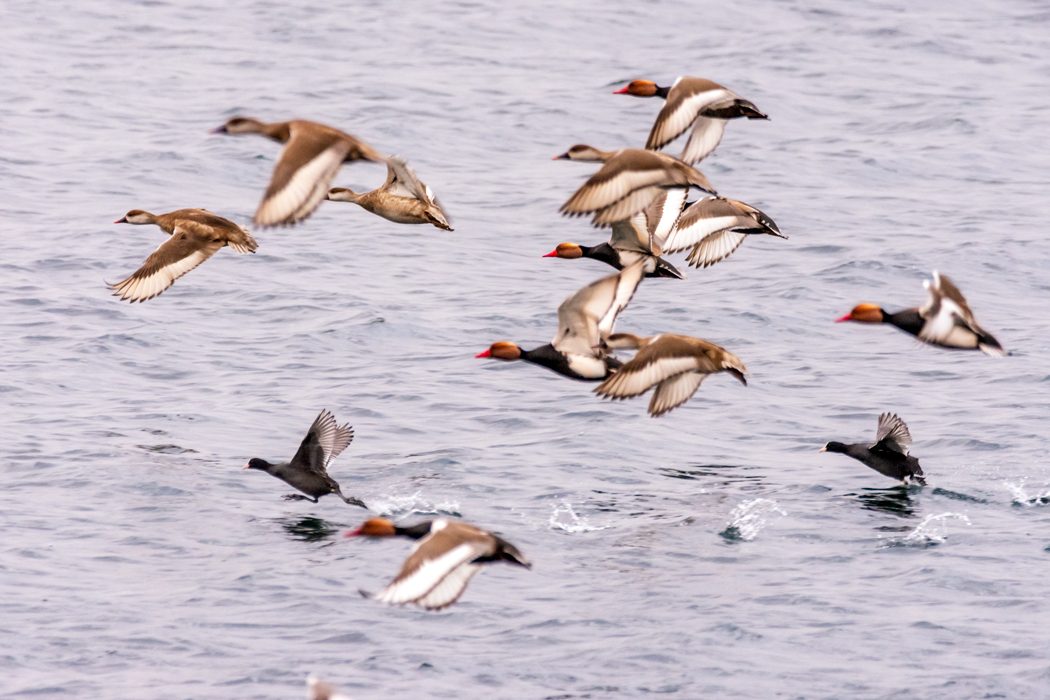 Red-crested Pochard