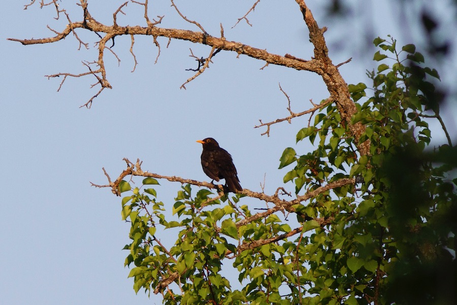 Common Blackbird