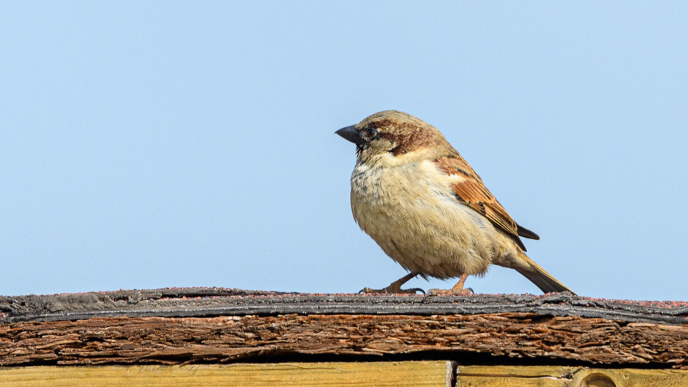 House Sparrow