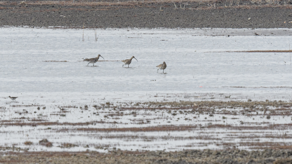 Eurasian Curlew