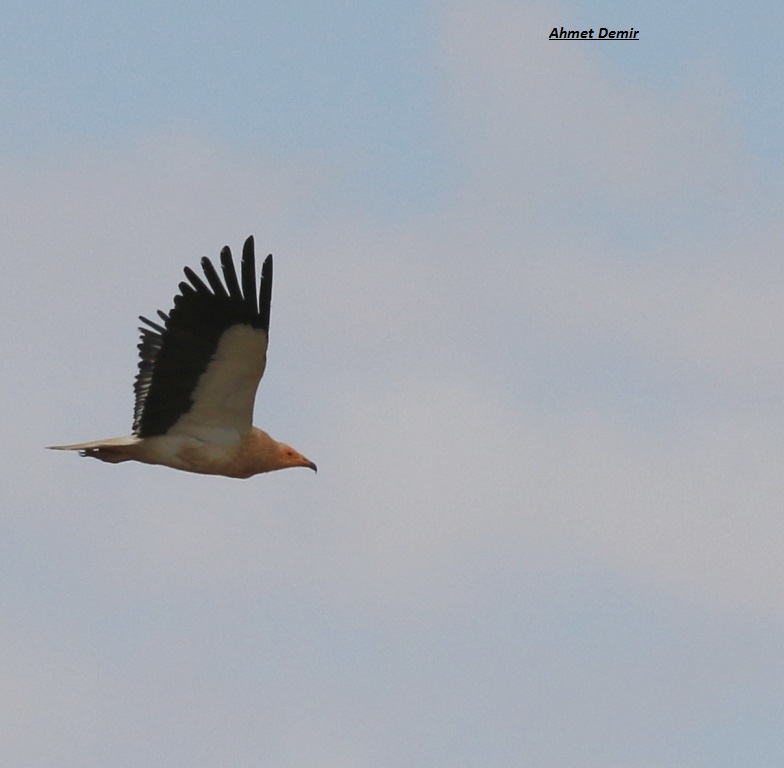 Egyptian Vulture