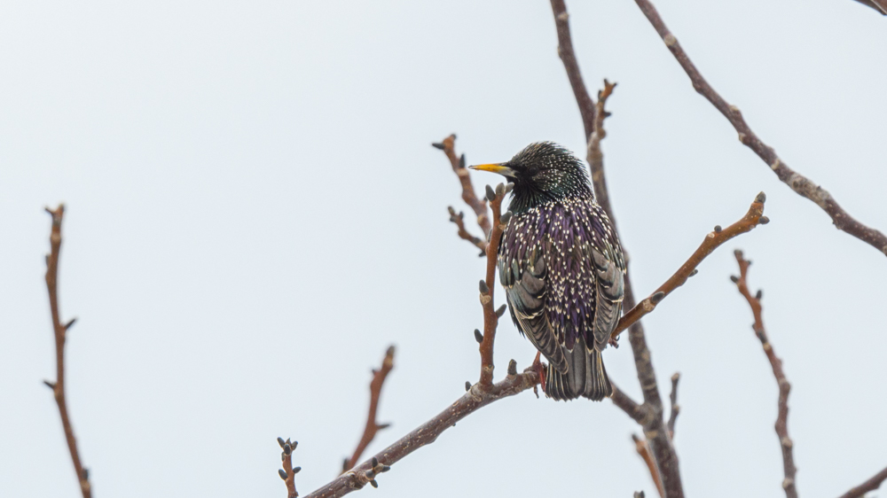 Common Starling