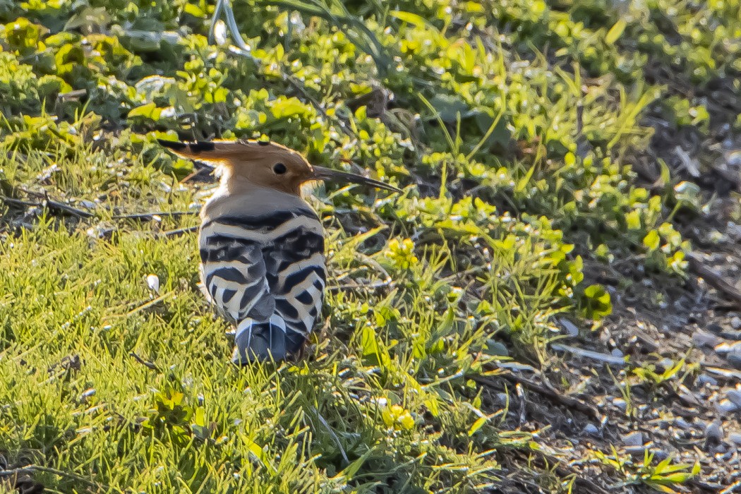 Common Hoopoe