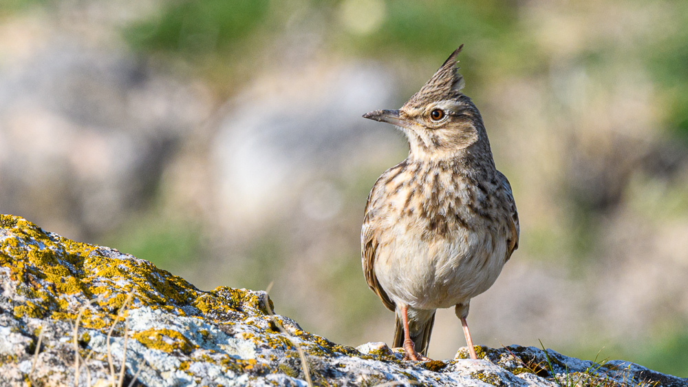 Crested Lark