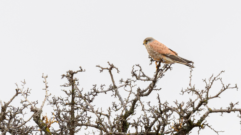 Common Kestrel