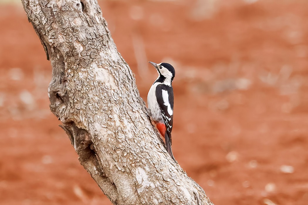 Syrian Woodpecker