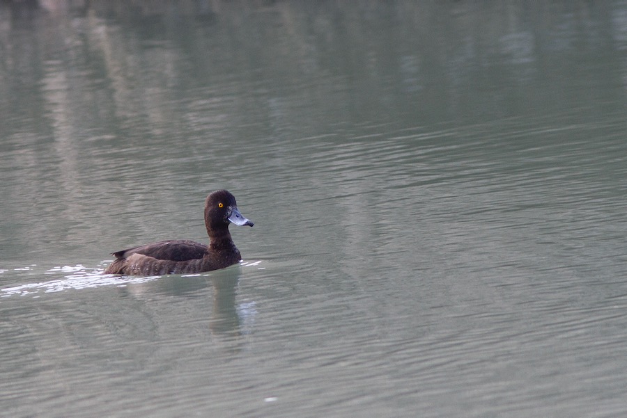 Tufted Duck