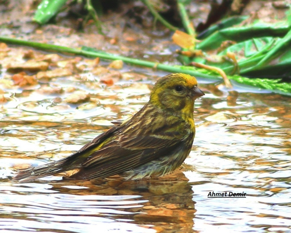 European Serin