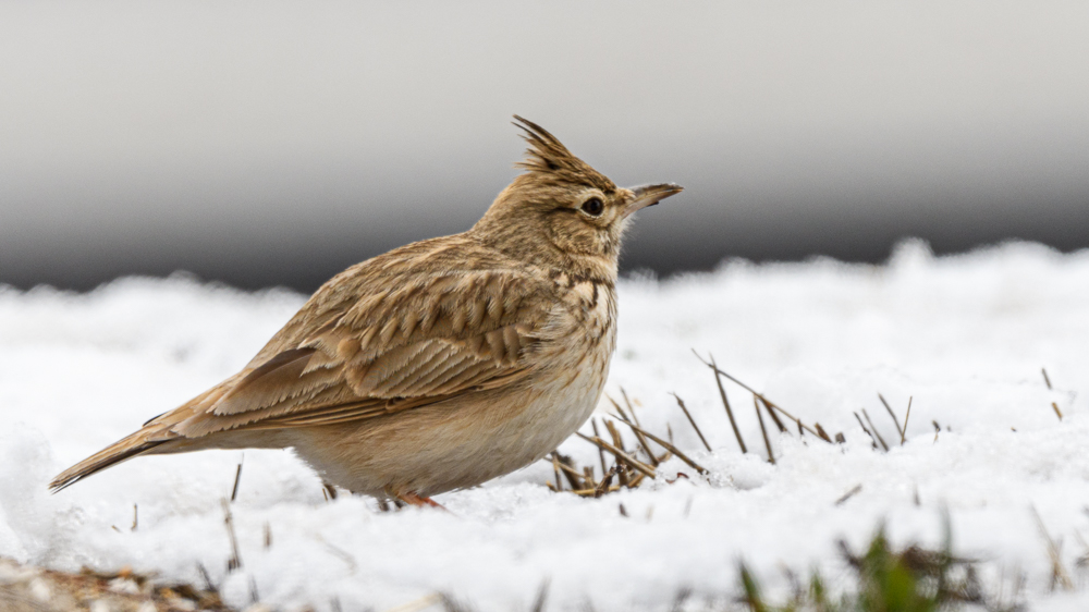 Crested Lark